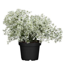 Silberregen Und Zauberschnee™ Silbrig& Weiß, Topf-Ø 12 Cm, 6er-Set -Die grüne Ecke 0610103455 Euphorbia T12 gefuellt Diamond Snow Set 3Stueck1 74336