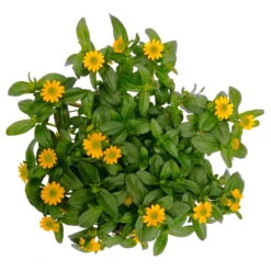 Husarenknöpfchen Gelb, Topf-Ø 12 Cm, 6er-Set -Die grüne Ecke 0610103465 Sanvitalia procumbens T12 3er Set 8 78636