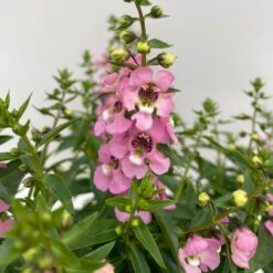 Angelonia Rosa, Topf-Ø 12 Cm, 6er-Set -Die grüne Ecke 0610103602 Angelonia T12 rosa 6er Set WS 3 95673