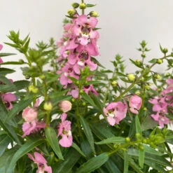 Angelonia Rosa, Topf-Ø 12 Cm, 6er-Set -Die grüne Ecke 0610103602 Angelonia T12 rosa 6er Set WS 4 95674