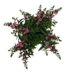 Angelonia Rosa, Topf-Ø 12 Cm, 6er-Set -Die grüne Ecke 0610103602 Angelonia T12 rosa 6er Set WS 5 95832