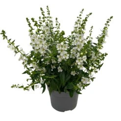 Angelonia Weiß, Topf-Ø 12 Cm, 6er-Set -Die grüne Ecke 0610103603 Angelonia T12 weiss 6er Set WS 3 95834