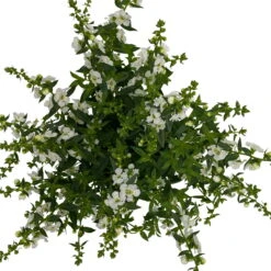 Angelonia Weiß, Topf-Ø 12 Cm, 6er-Set -Die grüne Ecke 0610103603 Angelonia T12 weiss 6er Set WS 5 95835