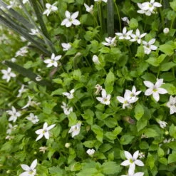 Craspedia & Isotoma Gelb & Weiß, Topf-Ø 23 Cm -Die grüne Ecke 0610103605 Craspedia mit Isotoma 1 114850