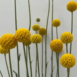 Craspedia & Isotoma Gelb & Weiß, Topf-Ø 23 Cm -Die grüne Ecke 0610103605 Craspedia mit Isotoma 2 114849