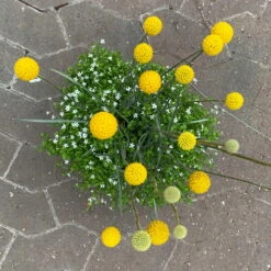 Craspedia & Isotoma Gelb & Weiß, Topf-Ø 23 Cm -Die grüne Ecke 0610103605 Craspedia mit Isotoma 114848