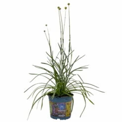 Craspedia Gelb, Topf-Ø 12 Cm, Höhe Ca. 25 Cm -Die grüne Ecke 0610103620 Craspedia Golf Beauty gelb 3er Set 1 114073