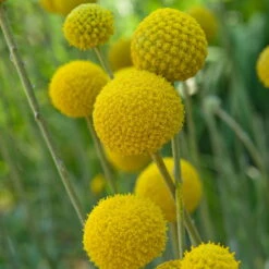 Craspedia Gelb, Topf-Ø 12 Cm, Höhe Ca. 25 Cm -Die grüne Ecke 0610103620 Craspedia Golf Beauty gelb H25 3er Set1 111412