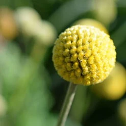 Craspedia Gelb, Topf-Ø 12 Cm, Höhe Ca. 25 Cm -Die grüne Ecke 0610103620 Craspedia Golf Beauty gelb H25 3er Set2 111411