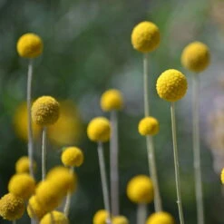 Craspedia Gelb, Topf-Ø 12 Cm, Höhe Ca. 25 Cm -Die grüne Ecke 0610103620 Craspedia Golf Beauty gelb H25 3er Set3 111410