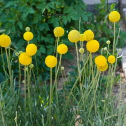 Craspedia Gelb, Topf-Ø 12 Cm, Höhe Ca. 25 Cm -Die grüne Ecke 0610103620 Craspedia Golf Beauty gelb H25 3er Set4 111409