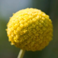 Craspedia Gelb, Topf-Ø 12 Cm, Höhe Ca. 25 Cm -Die grüne Ecke 0610103620 Craspedia Golf Beauty gelb H25 3er Set5 111408