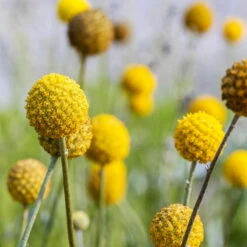 Craspedia Gelb, Topf-Ø 12 Cm, Höhe Ca. 25 Cm -Die grüne Ecke 0610103620 Craspedia Golf Beauty gelb H25 3er Set6 111407