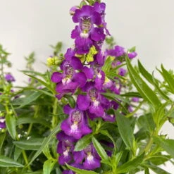 Angelonia 'Trio' Rosa-weiß-lila/blau, Topf-Ø 19 Cm, 2er-Set -Die grüne Ecke 0610103638 Angelonia Trio T19 rosa weiss blau 2er Set 4 111873