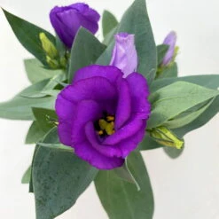 Lisianthus, Farben Zufällig, Topf-Ø 10,5 Cm, 8er-Set -Die grüne Ecke 0610103641 0610103642 Lisianthus blau 6er Set 11 111923