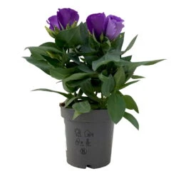 Lisianthus, Farben Zufällig, Topf-Ø 10,5 Cm, 8er-Set -Die grüne Ecke 0610103641 0610103642 Lisianthus blau 6er Set 2 111933