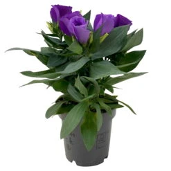 Lisianthus, Farben Zufällig, Topf-Ø 10,5 Cm, 8er-Set -Die grüne Ecke 0610103641 0610103642 Lisianthus blau 6er Set 4 111934