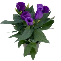 Lisianthus, Farben Zufällig, Topf-Ø 10,5 Cm, 8er-Set -Die grüne Ecke 0610103641 0610103642 Lisianthus blau 6er Set 6 111935