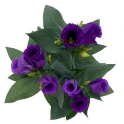 Lisianthus, Farben Zufällig, Topf-Ø 10,5 Cm, 8er-Set -Die grüne Ecke 0610103641 0610103642 Lisianthus blau 6er Set 7 111936