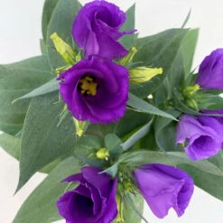 Lisianthus, Farben Zufällig, Topf-Ø 10,5 Cm, 8er-Set -Die grüne Ecke 0610103641 0610103642 Lisianthus blau 6er Set 9 111922