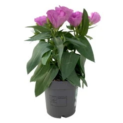 Lisianthus, Farben Zufällig, Topf-Ø 10,5 Cm, 8er-Set -Die grüne Ecke 0610103641 0610103643 Lisianthus rosa 6er Set 1 111937 1