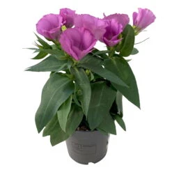Lisianthus Rosa, Topf-Ø 10,5 Cm, 8er-Set -Die grüne Ecke 0610103641 0610103643 Lisianthus rosa 6er Set 2 111938