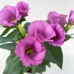 Lisianthus, Farben Zufällig, Topf-Ø 10,5 Cm, 8er-Set -Die grüne Ecke 0610103641 0610103643 Lisianthus rosa 6er Set 3 111924 1