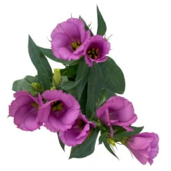 Lisianthus Rosa, Topf-Ø 10,5 Cm, 8er-Set -Die grüne Ecke 0610103641 0610103643 Lisianthus rosa 6er Set 4 111939