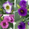 Lisianthus, Farben Zufällig, Topf-Ø 10,5 Cm, 8er-Set -Die grüne Ecke 0610103641 Lisianthus Farbe nach Verfuegbarkeit 113842