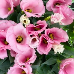 Lisianthus Rosa, Topf-Ø 10,5 Cm, 8er-Set -Die grüne Ecke 0610103643 Lisianthus rosa 8er Set 10 114020