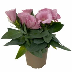 Lisianthus Rosa, Topf-Ø 10,5 Cm, 8er-Set -Die grüne Ecke 0610103643 Lisianthus rosa 8er Set 2 114076