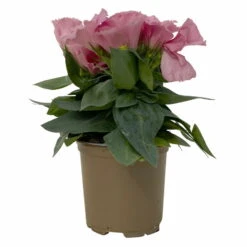 Lisianthus Rosa, Topf-Ø 10,5 Cm, 8er-Set -Die grüne Ecke 0610103643 Lisianthus rosa 8er Set 3 114075