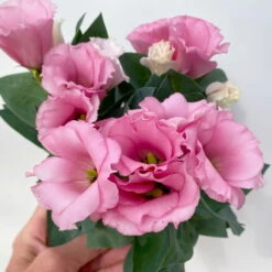 Lisianthus Rosa, Topf-Ø 10,5 Cm, 8er-Set -Die grüne Ecke 0610103643 Lisianthus rosa 8er Set 7 114021