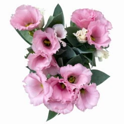 Lisianthus Rosa, Topf-Ø 10,5 Cm, 8er-Set -Die grüne Ecke 0610103643 Lisianthus rosa 8er Set 8 114077