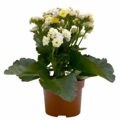 Kalanchoe 'Mozaic', Wechselfarbig, Topf-Ø 12 Cm, Höhe Ca. 22 Cm, 6er-Set -Die grüne Ecke 0610103650 Outdoor Kalanchoe Mozaic wechselfarbig 6er Set 2 113821
