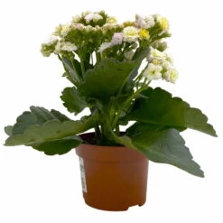 Kalanchoe 'Mozaic', Wechselfarbig, Topf-Ø 12 Cm, Höhe Ca. 22 Cm, 6er-Set -Die grüne Ecke 0610103650 Outdoor Kalanchoe Mozaic wechselfarbig 6er Set 3 113822