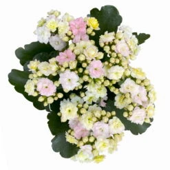 Kalanchoe 'Mozaic', Wechselfarbig, Topf-Ø 12 Cm, Höhe Ca. 22 Cm, 6er-Set -Die grüne Ecke 0610103650 Outdoor Kalanchoe Mozaic wechselfarbig 6er Set 8 113824