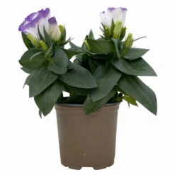 Lisianthus, Farben Zufällig, Topf-Ø 10,5 Cm, 8er-Set -Die grüne Ecke 0610103651 Lisianthus weiss 8er Set 2 113846