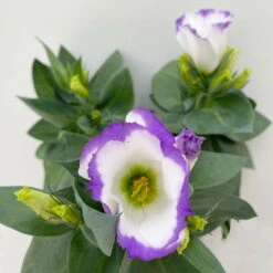 Lisianthus, Farben Zufällig, Topf-Ø 10,5 Cm, 8er-Set -Die grüne Ecke 0610103651 Lisianthus weiss 8er Set 3 113840