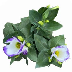 Lisianthus, Farben Zufällig, Topf-Ø 10,5 Cm, 8er-Set -Die grüne Ecke 0610103651 Lisianthus weiss 8er Set 6 113847