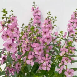 Angelonia Rosa, Topf-Ø 12 Cm, 6er-Set -Die grüne Ecke 0610103666 Angelonia T12 rosa 6er Set 3 125757