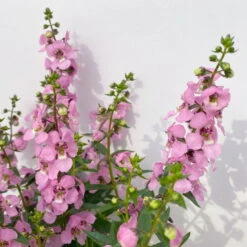 Angelonia Rosa, Topf-Ø 12 Cm, 6er-Set -Die grüne Ecke 0610103666 Angelonia T12 rosa 6er Set 4 1 125758