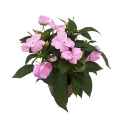 Edellieschen Flieder, Topf -Ø 12 Cm, 6er-Set -Die grüne Ecke 0610110038 Impatiens NG flieder 1 88496