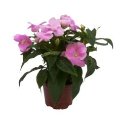 Edellieschen Flieder, Topf -Ø 12 Cm, 6er-Set -Die grüne Ecke 0610110038 Impatiens NG flieder 6 88497