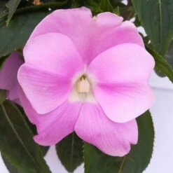 Edellieschen Flieder, Topf -Ø 12 Cm, 6er-Set -Die grüne Ecke 0610110038 Impatiens NG flieder 7 88409