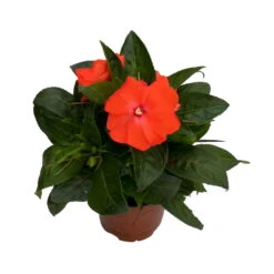 Edellieschen Orange/hellrot, Topf-Ø 12 Cm, 6er-Set -Die grüne Ecke 0610110039 Impatiens NG hellrot 3 88498