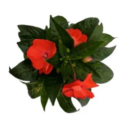 Edellieschen Orange/hellrot, Topf-Ø 12 Cm, 6er-Set -Die grüne Ecke 0610110039 Impatiens NG hellrot 6 88500