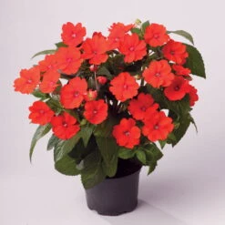 Edellieschen Orange/hellrot, Topf-Ø 12 Cm, 6er-Set -Die grüne Ecke 0610110039 Impatiens T12 13 orange hellrot Set 6Stueck1 74431