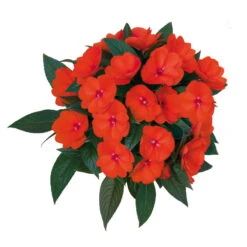Edellieschen Orange/hellrot, Topf-Ø 12 Cm, 6er-Set -Die grüne Ecke 0610110039 Impatiens T12 13 orange hellrot Set 6Stueck 74430