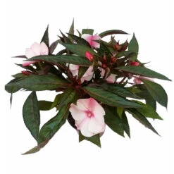 Edellieschen, Weiß-rosa, Topf-Ø 12 Cm, 6er-Set -Die grüne Ecke 0610110045 Impatiens rosa weiss Set 6St 2 2 78828